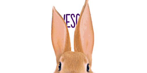 Awesome Bunny GIF by TELUS