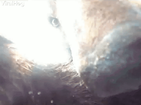 Bear Finds Lost GoPro