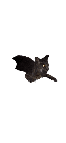 Animated Sticker