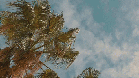 Palm Tree Beach GIF by Switzerfilm