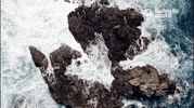 Sea Flying GIF by Monterey Bay Aquarium