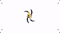 Shape motion graphics creator motion