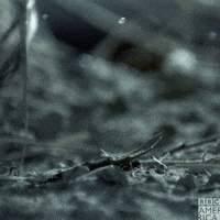 Wildlife Madagascar GIF by BBC America