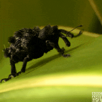 Wildlife Madagascar GIF by BBC America