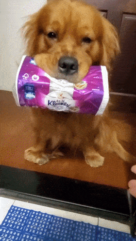 cuteanimalland giphyupload GIF