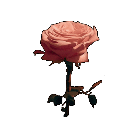 nestorsillva giphygifmaker rosa Sticker