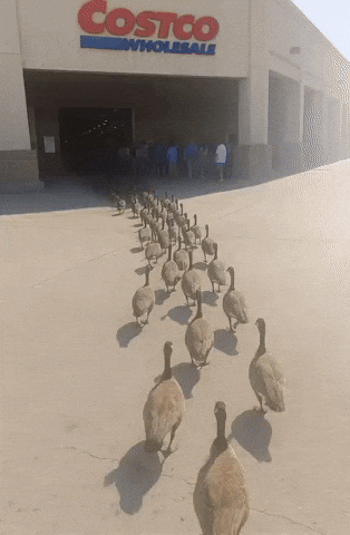 Costco GIF by Respective