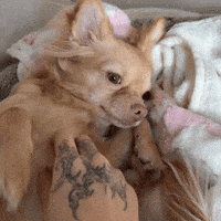Sleepy In Bed GIF