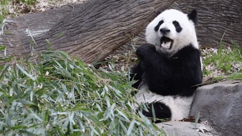 Hungry Panda Bear GIF by ZooATL