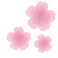 Cherry Blossoms Pink Sticker