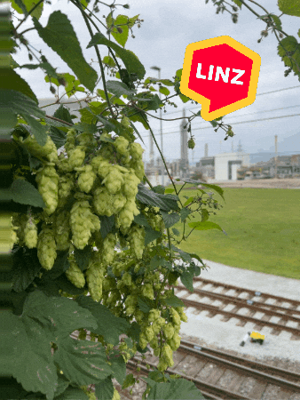 City Wow GIF by Linz News