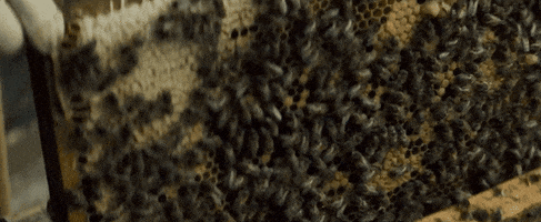 tell it to the bees GIF by Good Deed Entertainment