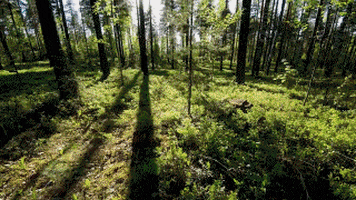 trees sunlight GIF