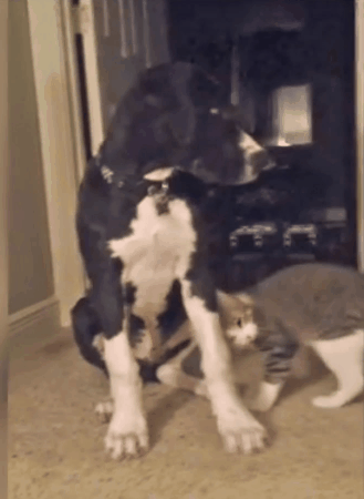 love giphycutecrawls animals being jerks asshole GIF