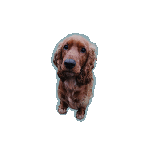Brucedehond Sticker by Lauranne leest