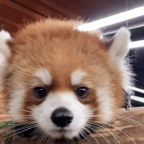 Red Panda GIF by Valley Zoo Development Society