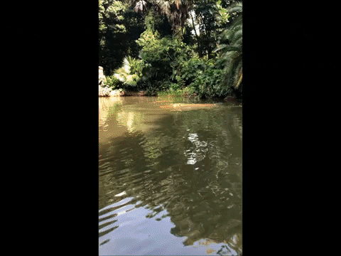 lesleywake giphygifmaker GIF
