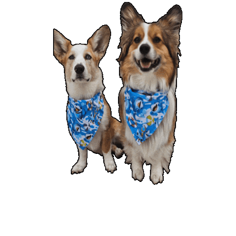 Land Shark Corgi Sticker by Geekster Pets