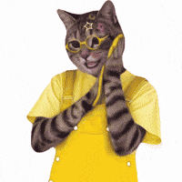 Cat Color GIF by K-FORCE