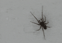 spider GIF