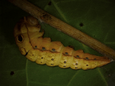 Molting Time Lapse GIF by Ansel Oommen