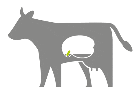 Dairy Cow Sticker by smaXtec