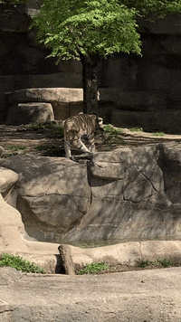 Cats GIF by Brookfield Zoo Chicago