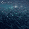 Pbs Nature Whale GIF by Nature on PBS