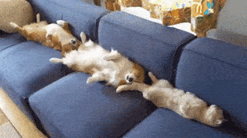 cuteanimalland giphyupload GIF