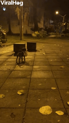 Dogs International Dog Day GIF by ViralHog
