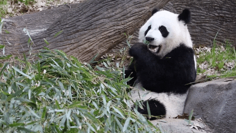Hungry Panda Bear GIF by ZooATL