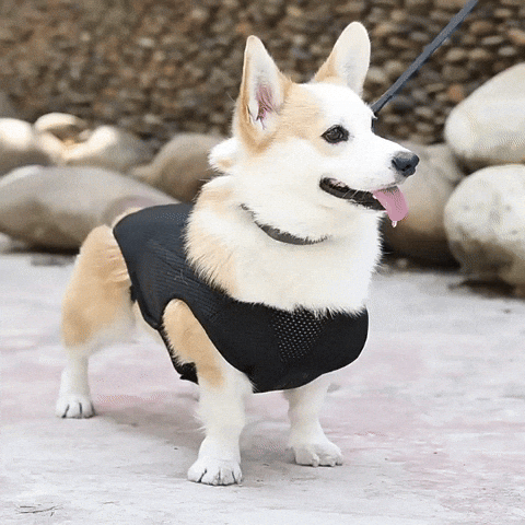 giphyupload GIF