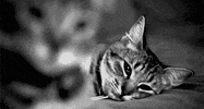 Black And White Cat GIF