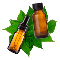 Nicolas Flamel Witch Sticker by Escola de Magia e Bruxaria do Brasil