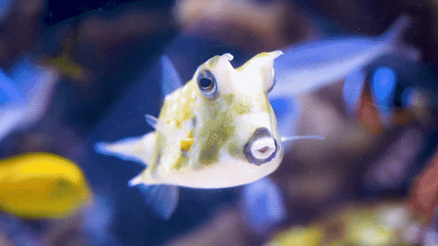 Fish Stare Down GIF by Aquarium of the Pacific
