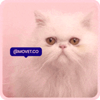 Movet cat yes pet gato GIF