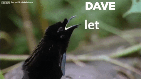 karlapinkfireprince giphygifmaker lemme smash dave let me some fuck pls GIF