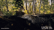 america wild film GIF by Visite os USA