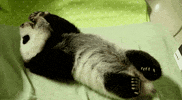 toronto zoo video GIF