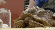 nat geo wild pets GIF by Dr. K's Exotic Animal ER