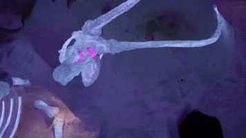 meowwolf meow wolf mastodon meowwolf meow wolf santa fe GIF