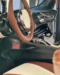 Content Pomeranian GIF