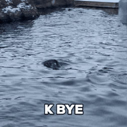 See You Seal GIF by Valley Zoo Development Society