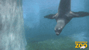 Sea Lion Swimming GIF by Brookfield Zoo
