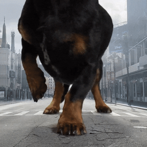 Giant Dog Crusoe Dachshund GIF by Crusoe