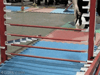 bunny funny animals GIF
