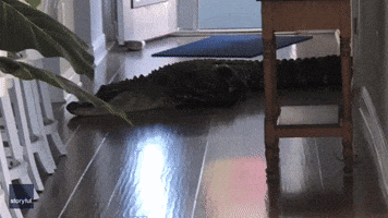 Florida Authorities Remove 8-Foot Alligator That Infiltrated Venice Home