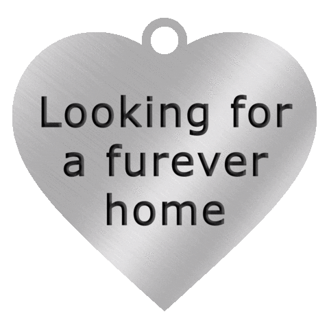SBcountyDPH giphyupload furever home looking for a furever home Sticker