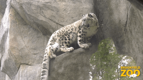 Jump Leopard GIF by Brookfield Zoo