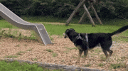 LordBobbel dog max hund spielplatz GIF